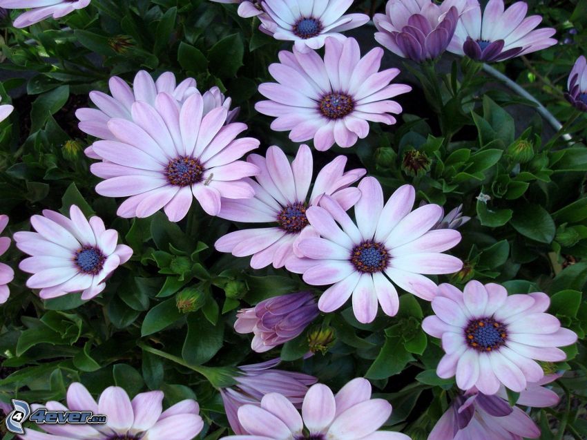gerbera, fleurs violettes