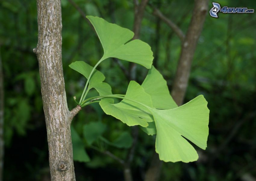 ginkgo, branche, feuilles vertes