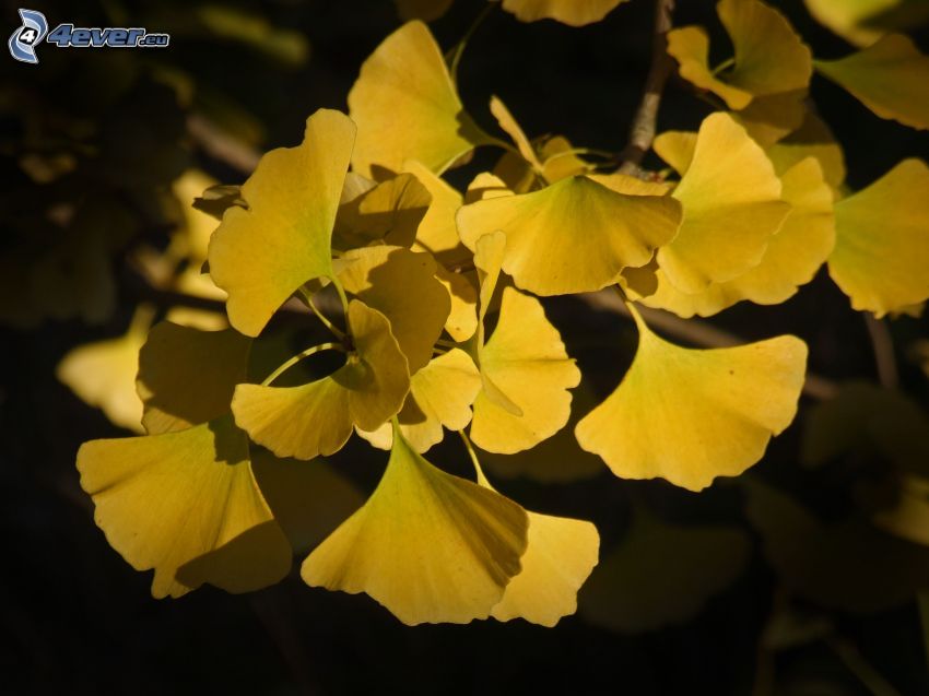 ginkgo, feuilles jaunes