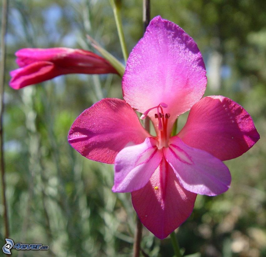 glaïeul, fleurs violettes