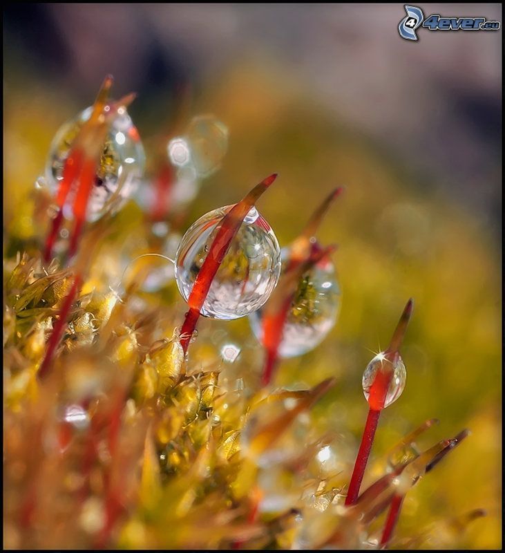 gouttes d'eau, plante, macro