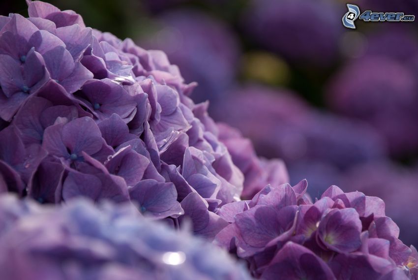 hortensia, fleur violette