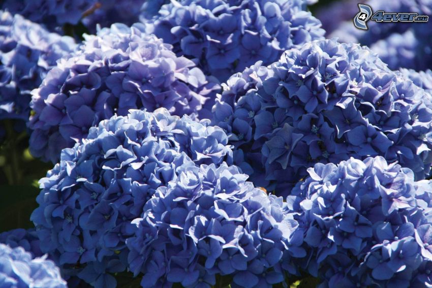 hortensia, fleurs bleues