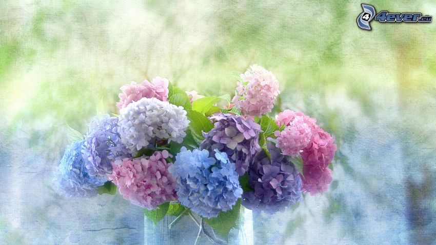 hortensia, fleurs dans un vase