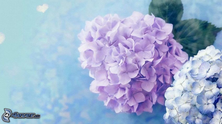 hortensia, fleurs violettes