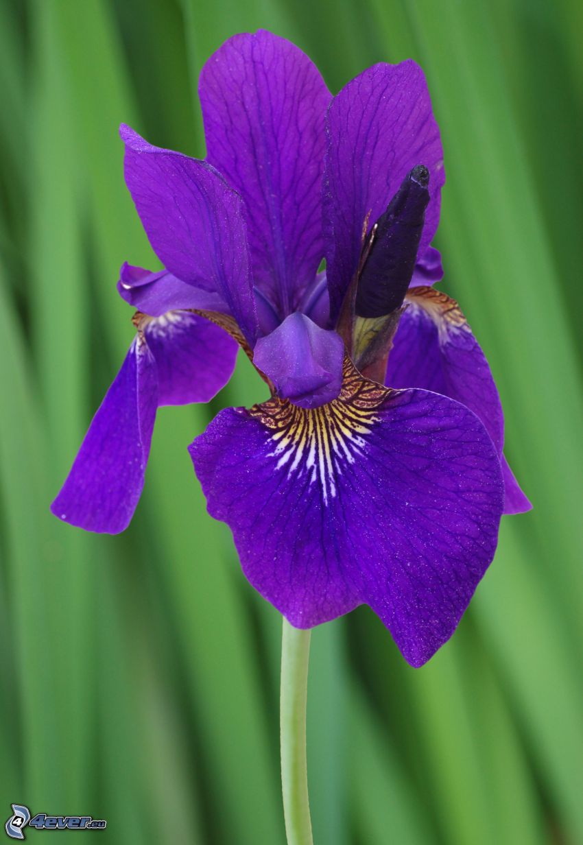 iris, fleur violette