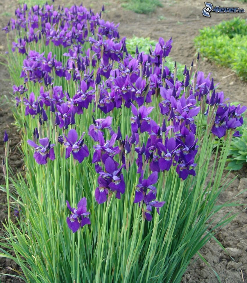 iris, fleurs violettes