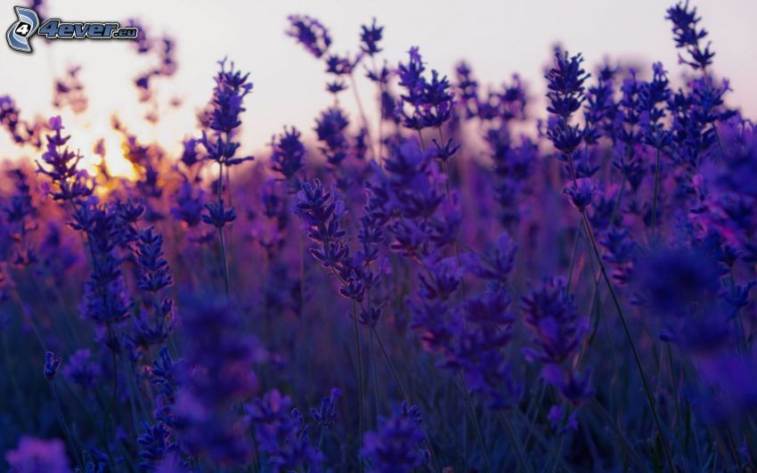 la lavande, fleurs violettes