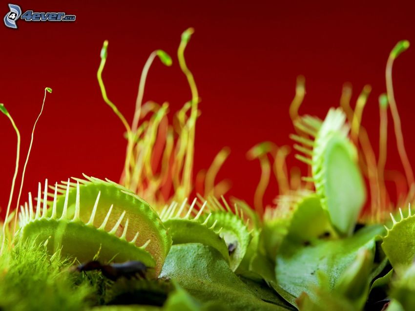 la plante carnivore, venus flytrap