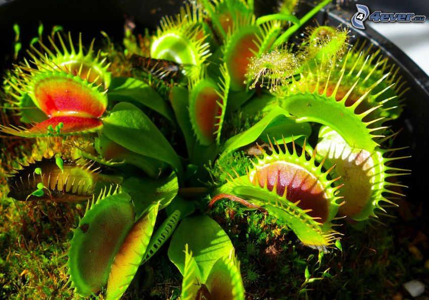 la plante carnivore, venus flytrap