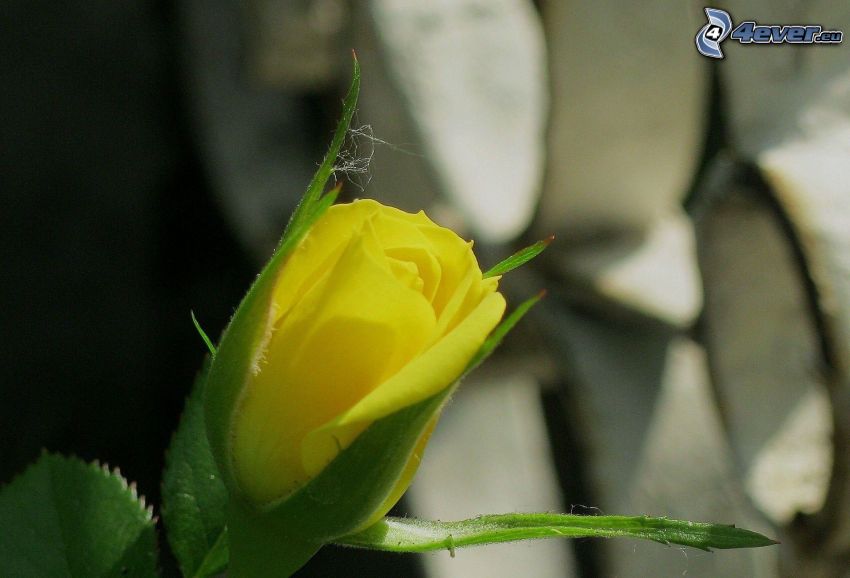 Les roses jaunes, bourgeon