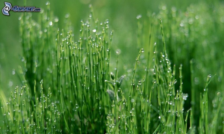 l'herbe, les gouttes de pluie