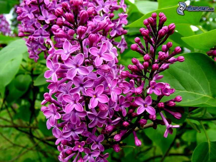 lilas, fleurs violettes