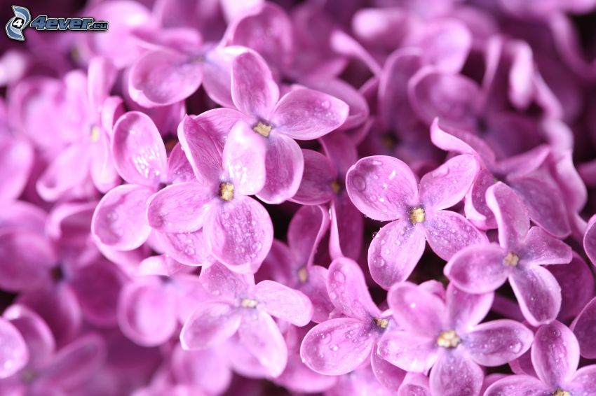 lilas, fleurs violettes