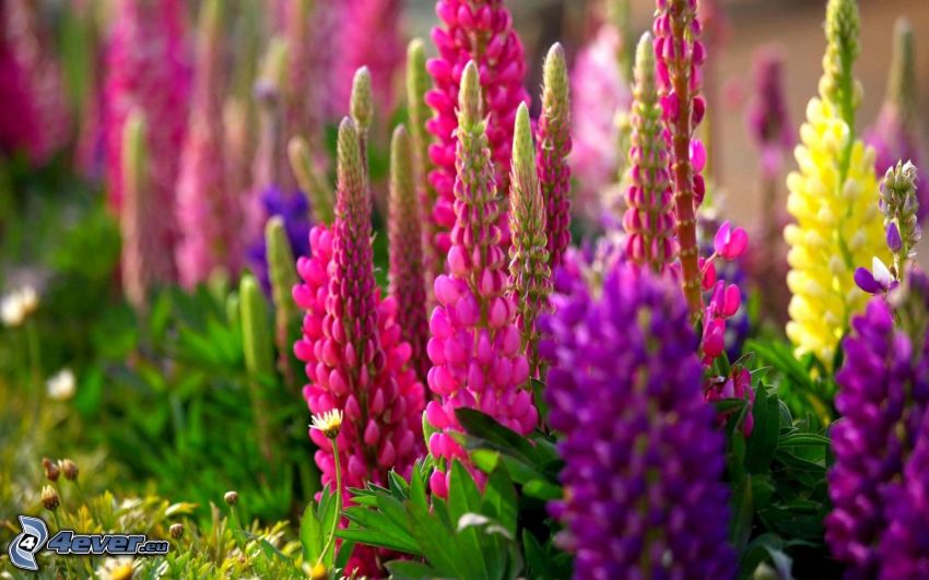 lupins, fleurs colorées