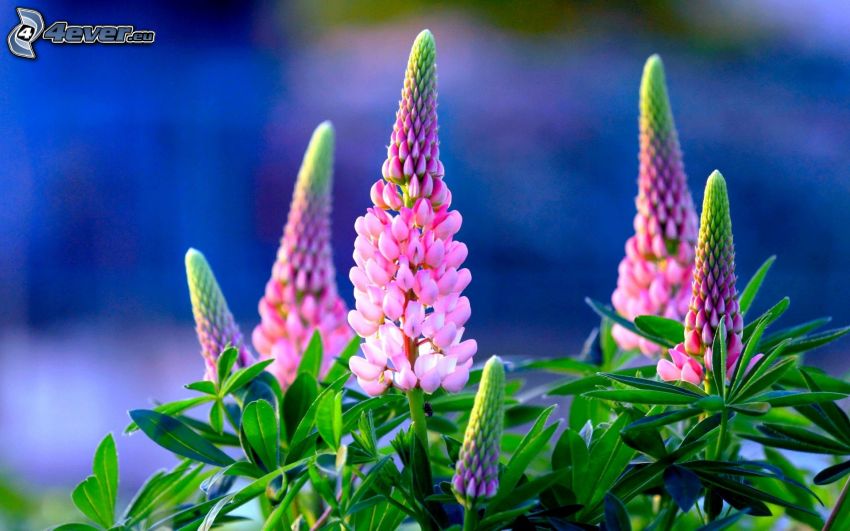 lupins, fleurs roses