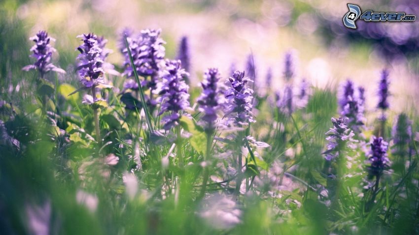 lupins, fleurs violettes, l'herbe