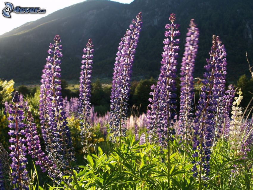 lupins, fleurs violettes, montagne