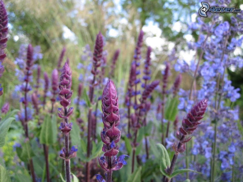 lupins, fleurs violettes