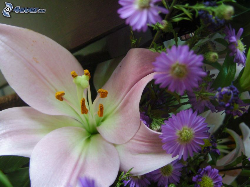 lys, fleurs violettes