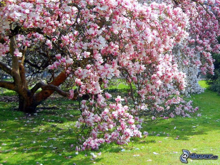 magnolia, arbre rose