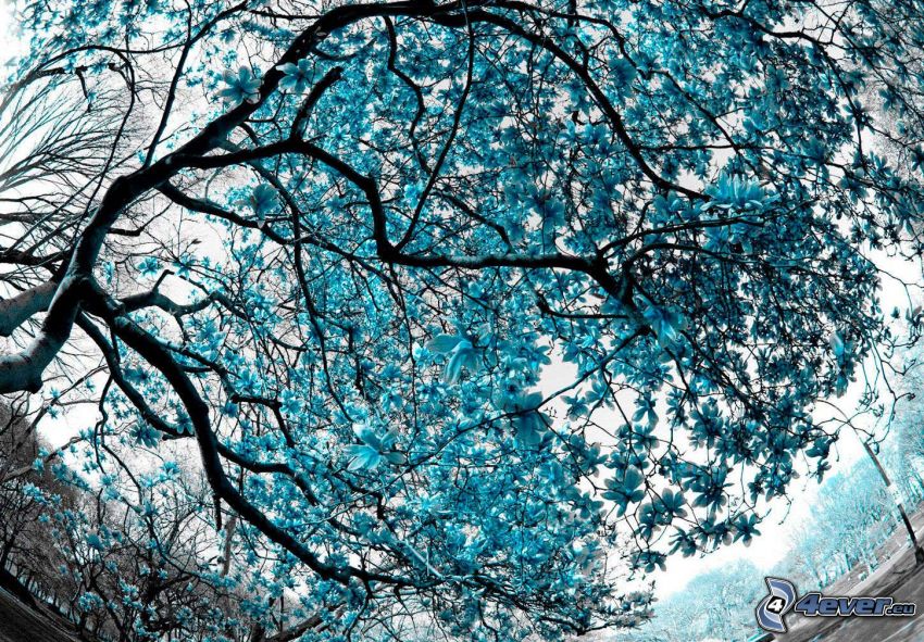 magnolia, fleurs bleues