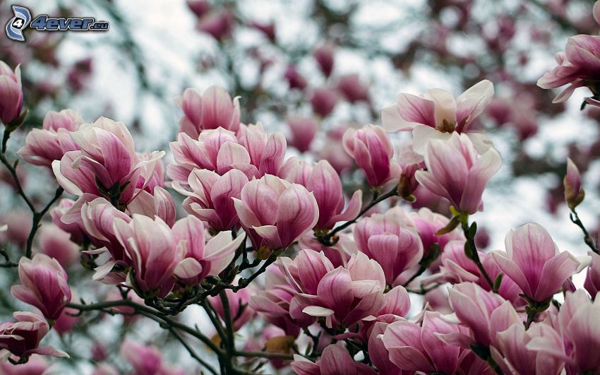 magnolia, fleurs roses