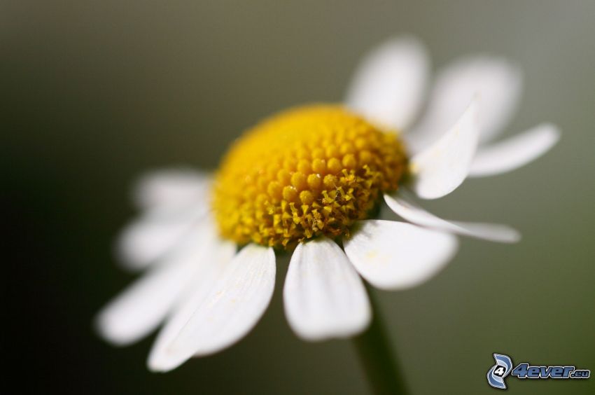 marguerite