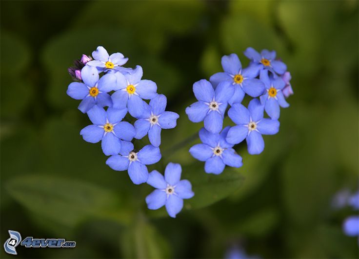 Myosotis des bois, fleurs bleues, cœur