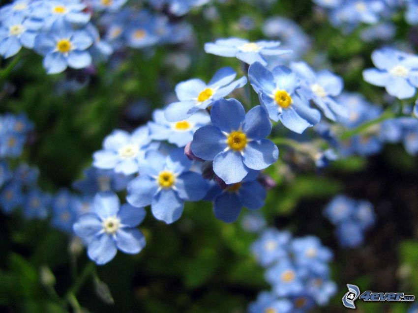 Myosotis des bois, fleurs bleues