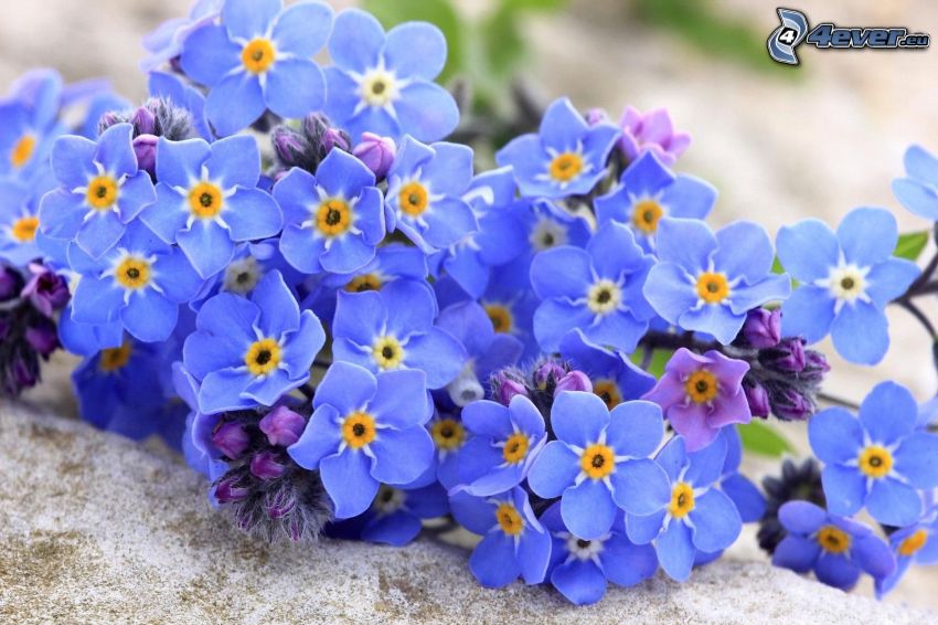 Myosotis des bois, fleurs bleues