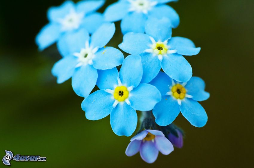 Myosotis des bois, fleurs bleues