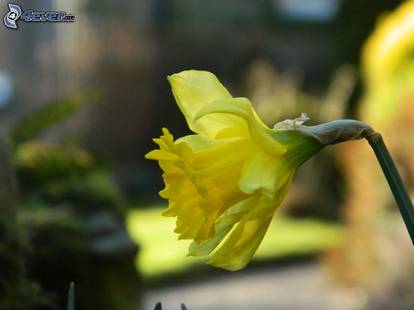 narcisse, fleur jaune