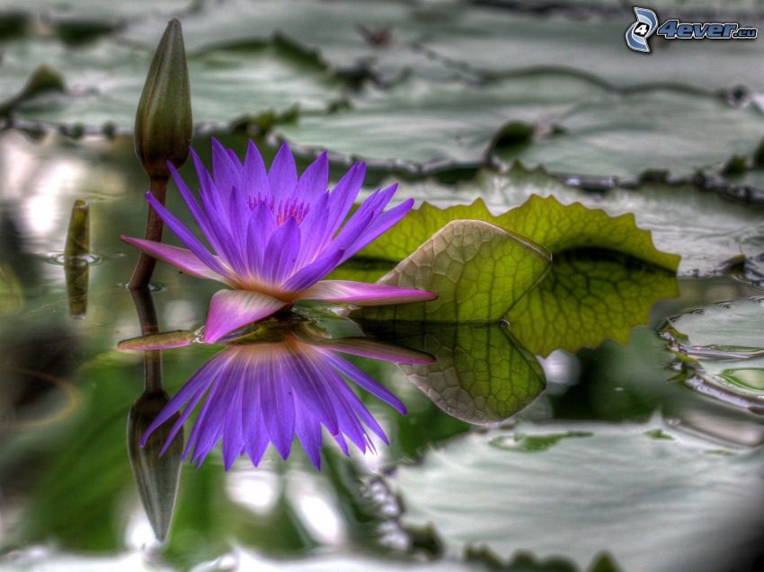nénuphar, fleur violette, eau