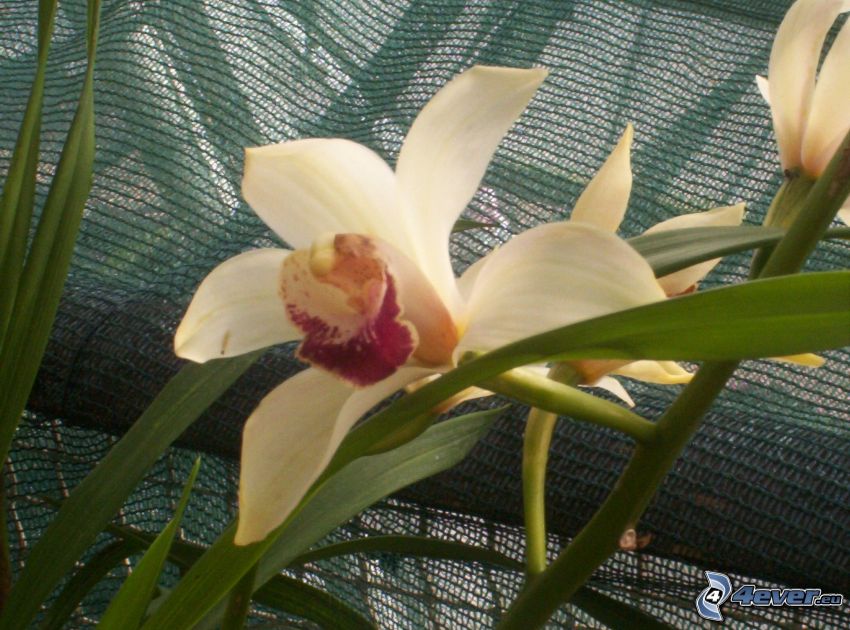 Orchidée, fleur