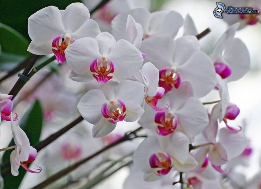 Orchidée, fleurs
