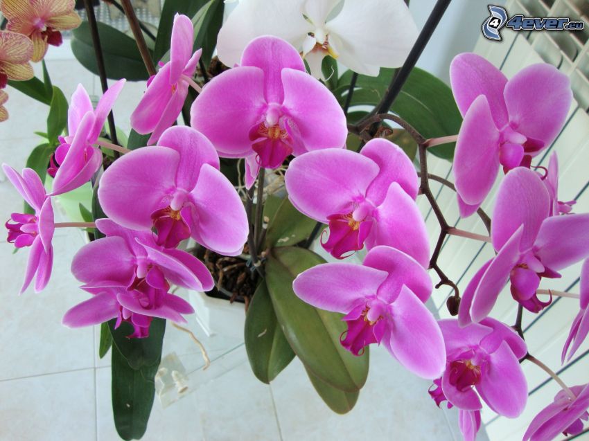 orchidées