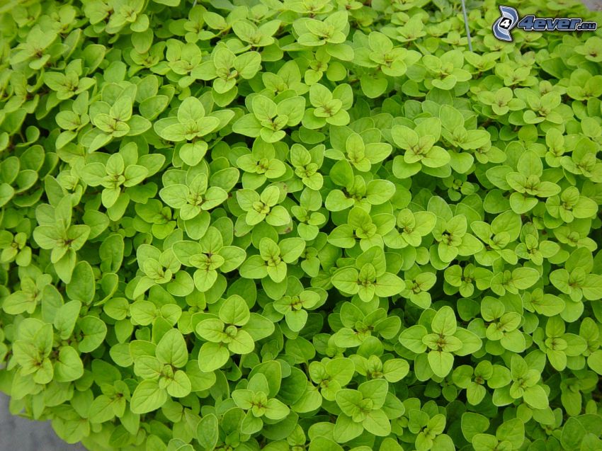 origanum vulgare, feuilles vertes