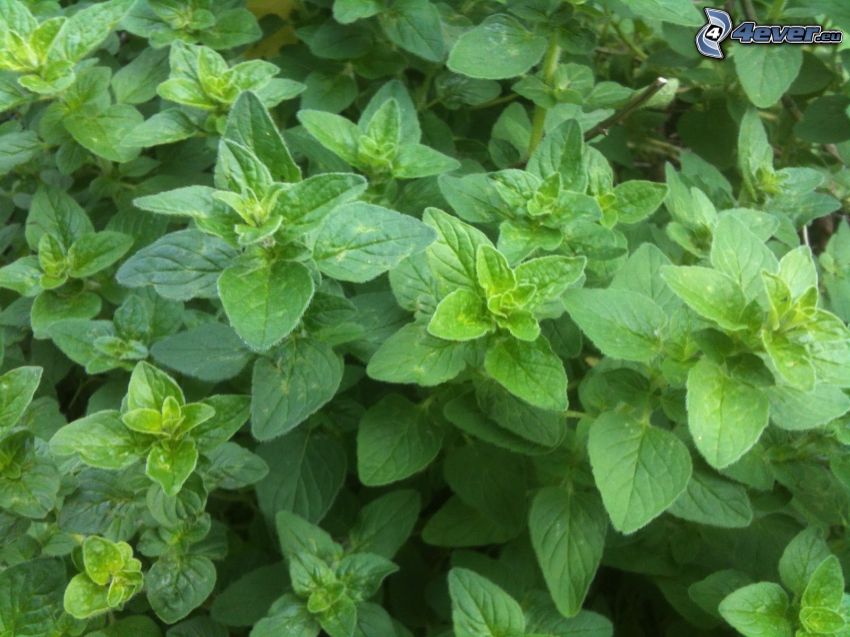 origanum vulgare, feuilles vertes