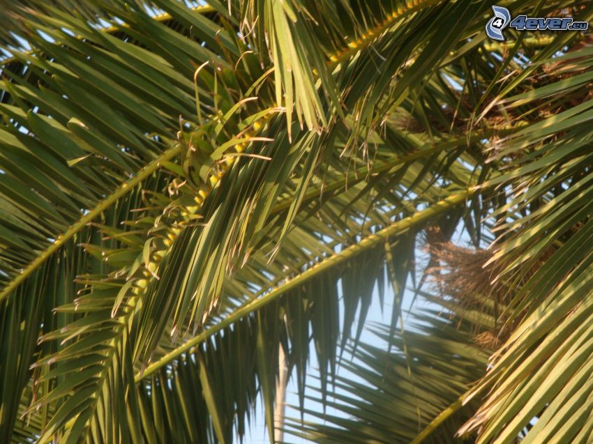 palmier, feuilles