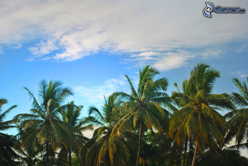 palmiers, nuage