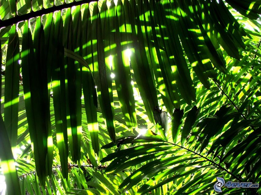 palmiers, vert