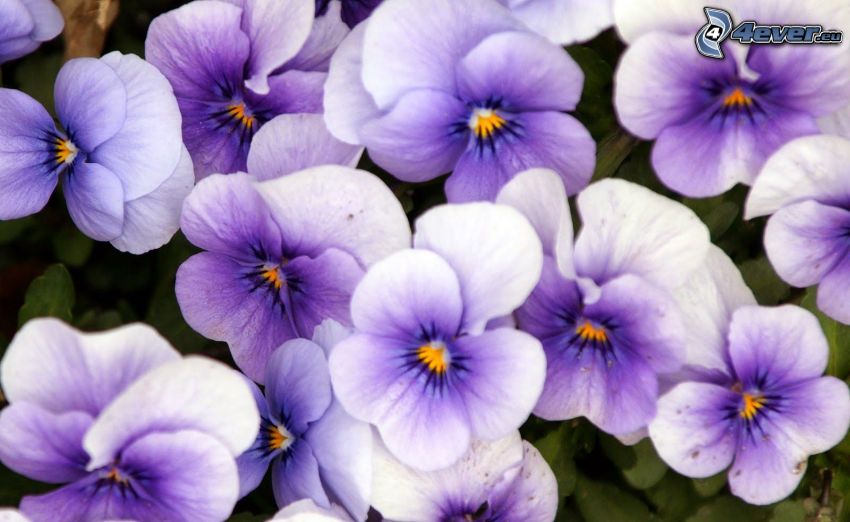 pensées, fleurs violettes