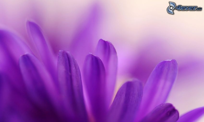 pétales, fleur violette