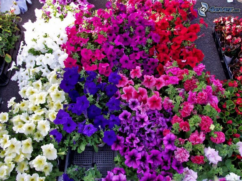 Pétunia, fleurs violettes, fleurs blanches, fleurs rouges