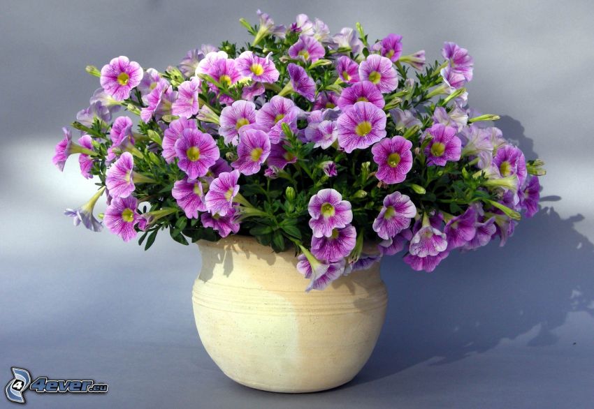Pétunia, fleurs violettes, fleurs dans un vase