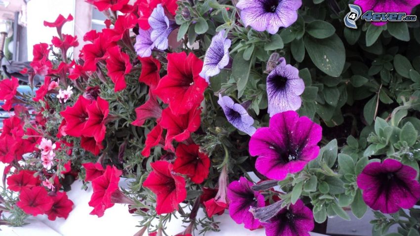 Pétunia, fleurs violettes, fleurs rouges