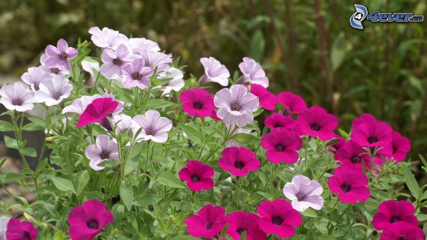 Pétunia, fleurs violettes