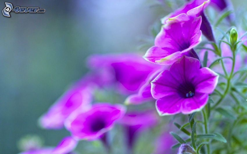 Pétunia, fleurs violettes
