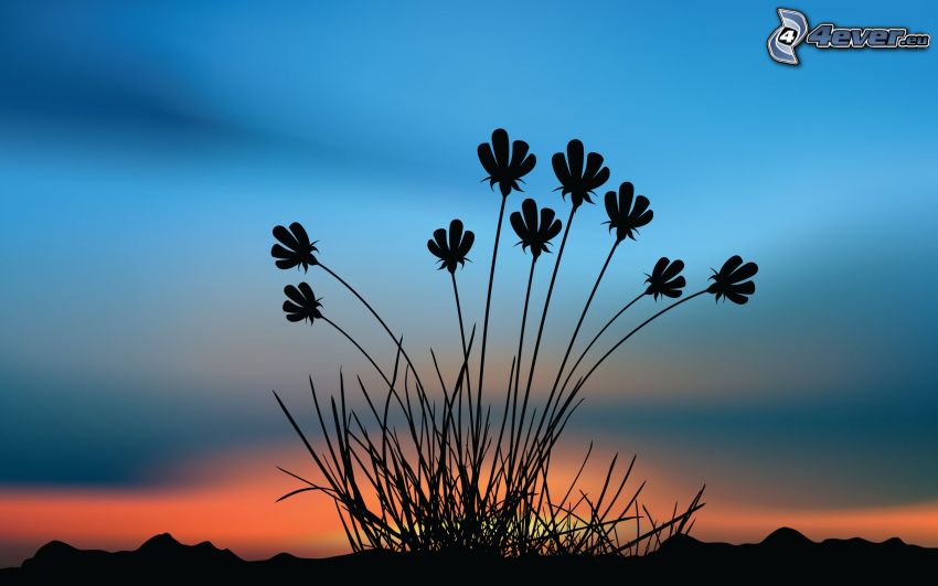 plantes, silhouette, après le coucher du soleil